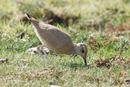 Cream-coloured Courser