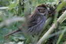 Little Bunting