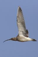 Curlew