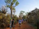 The group walking through the spiny forest, Ifaty