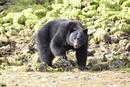 Black Bear (Ursus americanus)