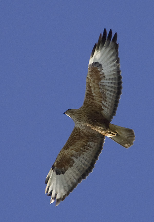 Long-legged Buzzard