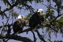 Bald Eagles (Haliaeetus leucocephalus)