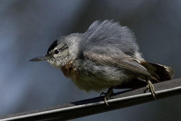 Kruper's Nuthatch
