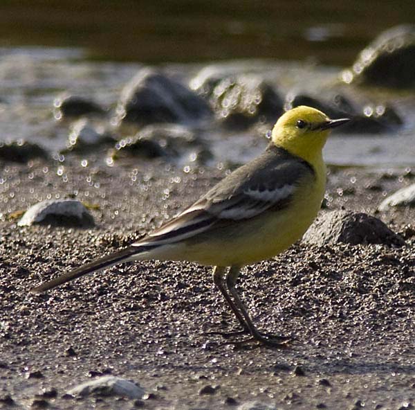 Citrine Wagtail, male.