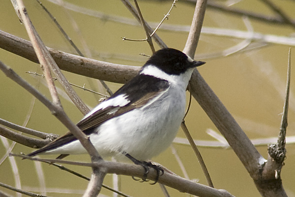 Collared Flycatcher, male.