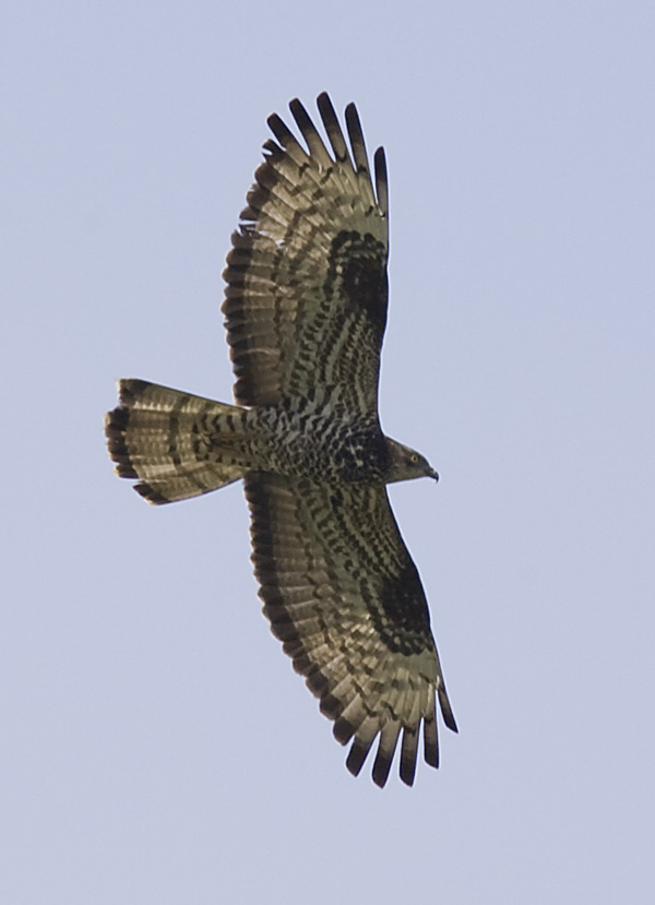 Honey Buzzard