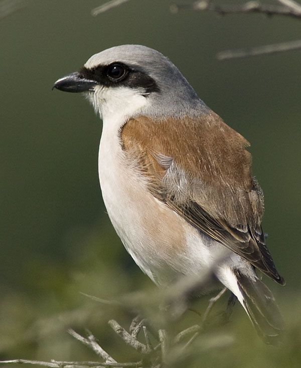 Red-backed Shrike, male.