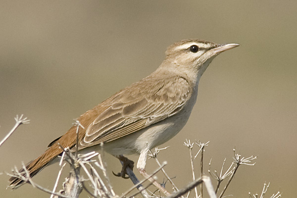 Rufous Bush Robin