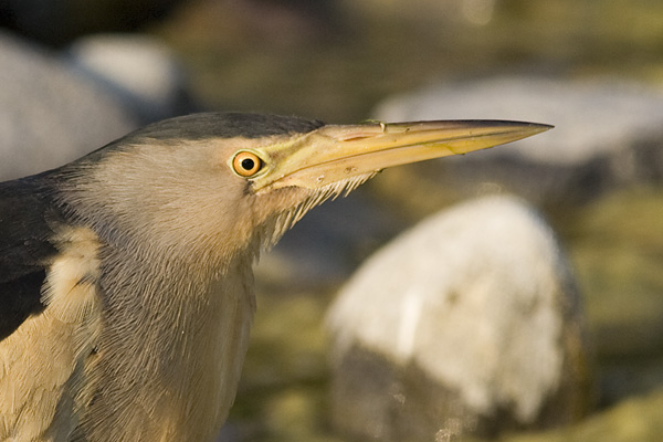 Little Bittern, male.