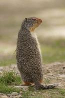 Columbian Ground Squirrel (Spermophilus columbianus)