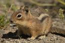 Cascade Golden-mantled Ground Squirrel (Spermophilus saturatus)