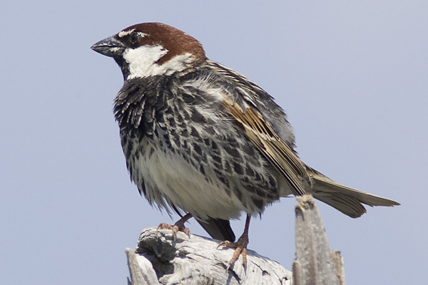 Spanish Sparrow, male.