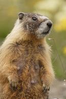Yellow-bellied Marmot (Marmota flaviventris)