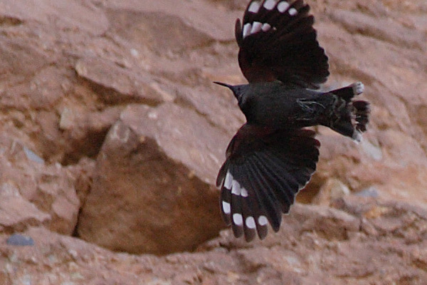 Wallcreeper, low on the towering cliffs at Riglos.