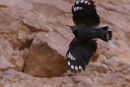 Wallcreeper, low on the towering cliffs at Riglos.