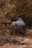 Wallcreeper, still on its wintering grounds at Riglos.