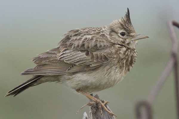 Crested Lark