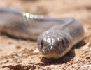 Ladder Snake, El Planeron Nature reserve.