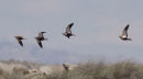 Black-bellied Sandgrouse, near Belchite, Zaragoza.