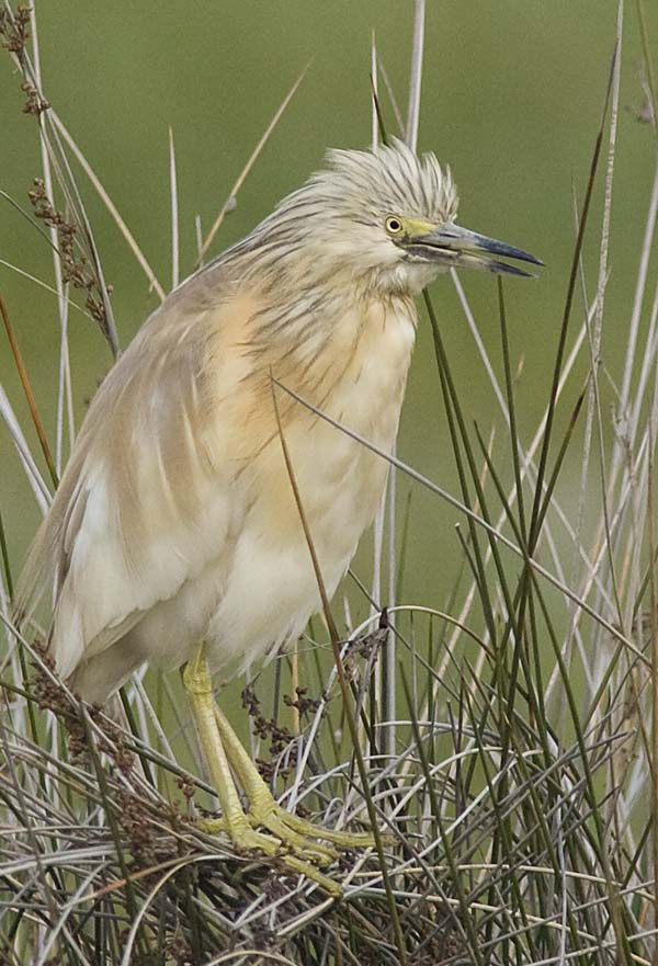 Squacco Heron
