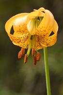 Tiger Lily (Lilium columbianum)