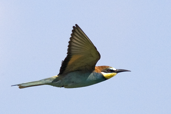Bee-eater