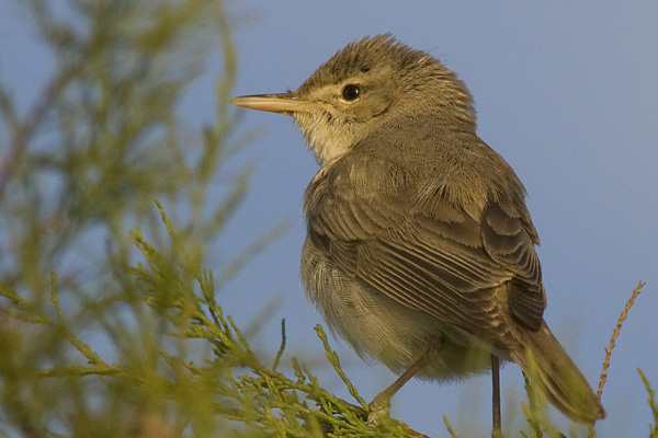 Olivaceous Warbler
