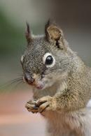 Red Squirrel (Tamiascuirus hudsonicus)