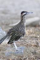 Greater Roadrunner