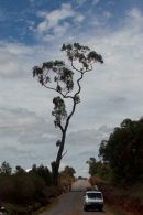 lone tree