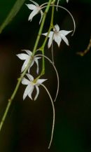 Orchid sp