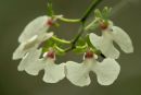 orchid sp