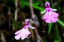 orchid sp