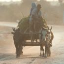 Ox-drawn cart on the)road to Toliara