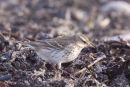 Water Pipit, Marazion, Cornwall.