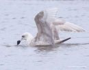 Kumlein's Gull, 2W, Hayle, Cornwall.