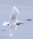 Glaucous Gull, adult, Newlyn, Cornwall.