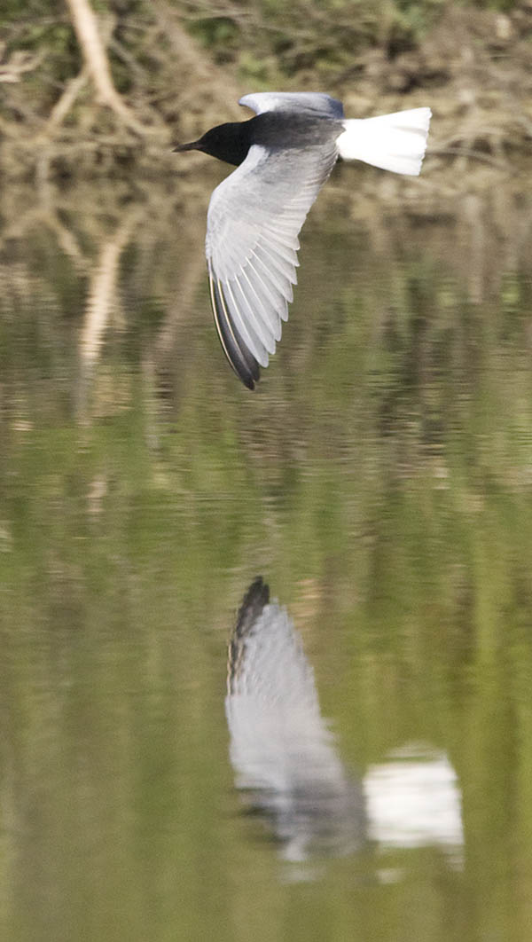 White-winged Black Tern