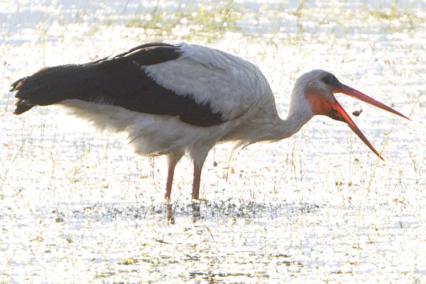 White Stork