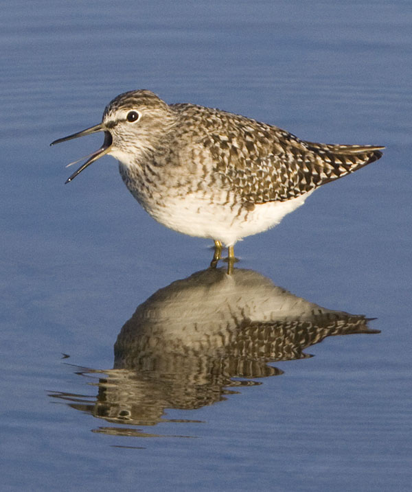 Wood Sandpiper