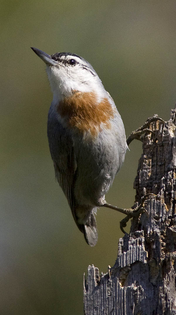 Kruper's Nuthatch