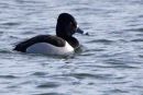 Ring-necked Duck, drake, Gwithian, Cornwall.