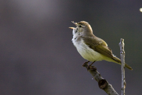 Eastern Bonelli's Warbler