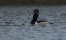 Ring-necked Duck, Par beach, Cornwall.