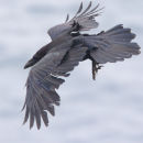 Raven