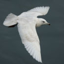 Iceland Gull, 2W, Newlyn, Cornwall.