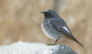 Black Redstart, male, Newlyn, Cornwall.