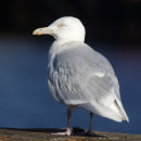 Glaucous Gull, adult, Newlyn, Cornwall.