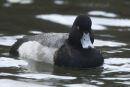Lesser Scaup, Newquay, Cornwall.